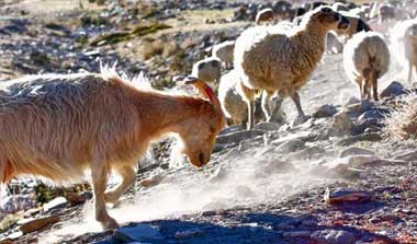 Ladakh Tourists Attractions & Information