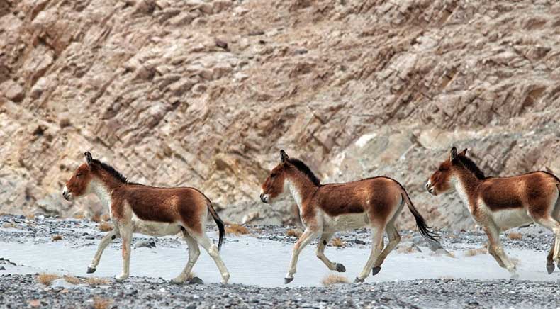 Changthang Wildlife Sanctuary in Ladakh