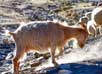 Changthang Wildlife Sanctuary in Ladakh