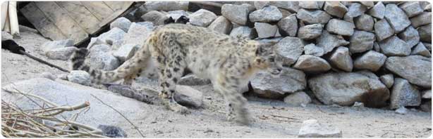Snow Leopard Trails in Ladakh